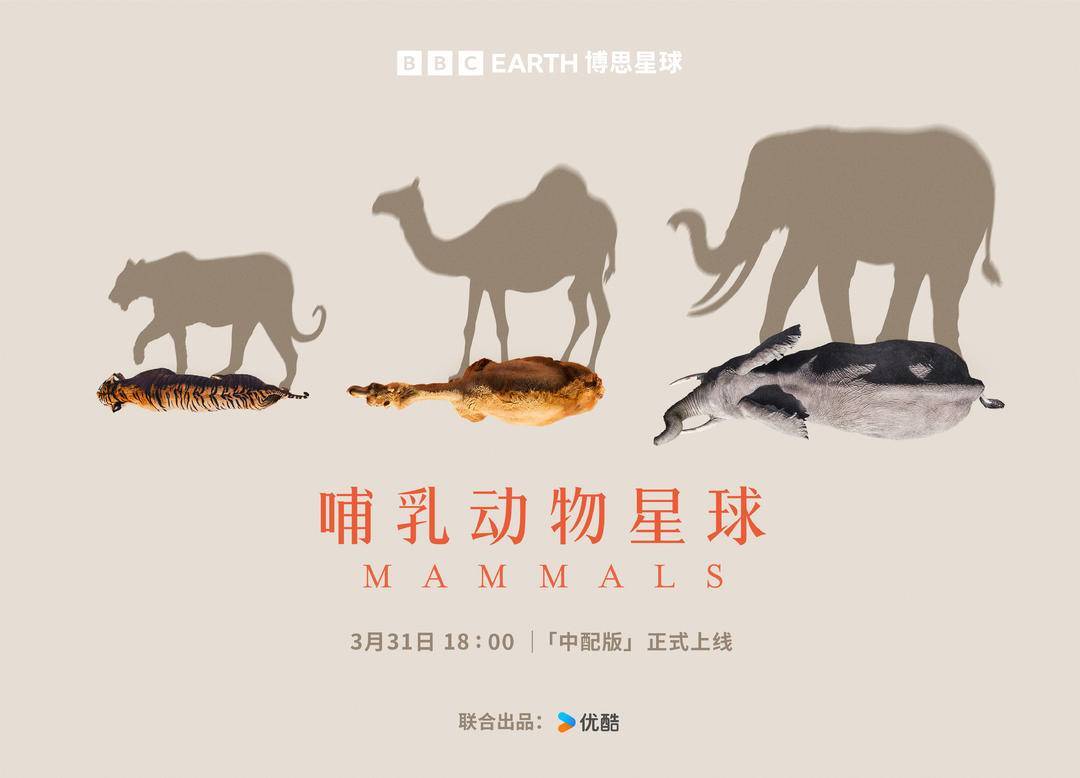 BBC全新纪录片将上线，聚焦超凡《哺乳动物星球》