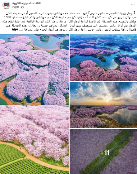 花期将至，多家海外社交媒体账号关注贵安樱花园