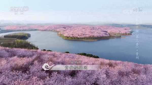 花期将至，多家海外社交媒体账号关注贵安樱花园