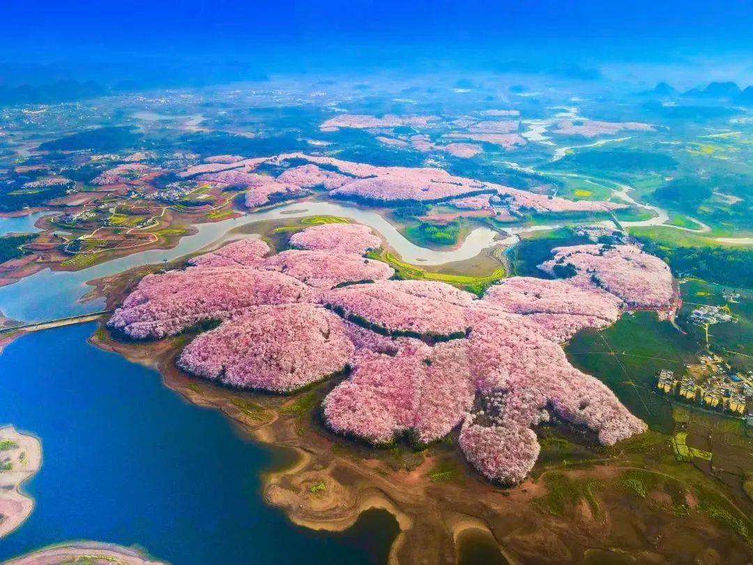 花期将至，多家海外社交媒体账号关注贵安樱花园