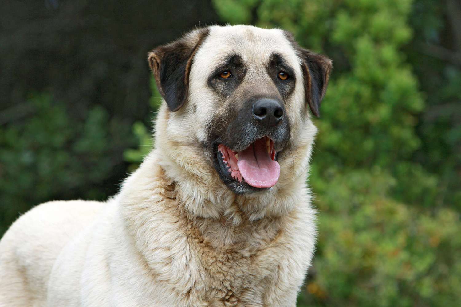 207个品种纯种犬介绍十七（安纳托利亚牧羊犬和伯恩山犬）