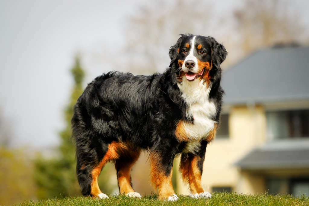 207个品种纯种犬介绍十七（安纳托利亚牧羊犬和伯恩山犬）