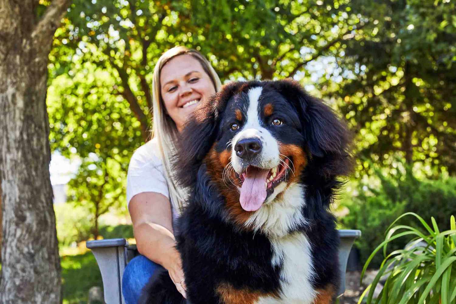 207个品种纯种犬介绍十七（安纳托利亚牧羊犬和伯恩山犬）